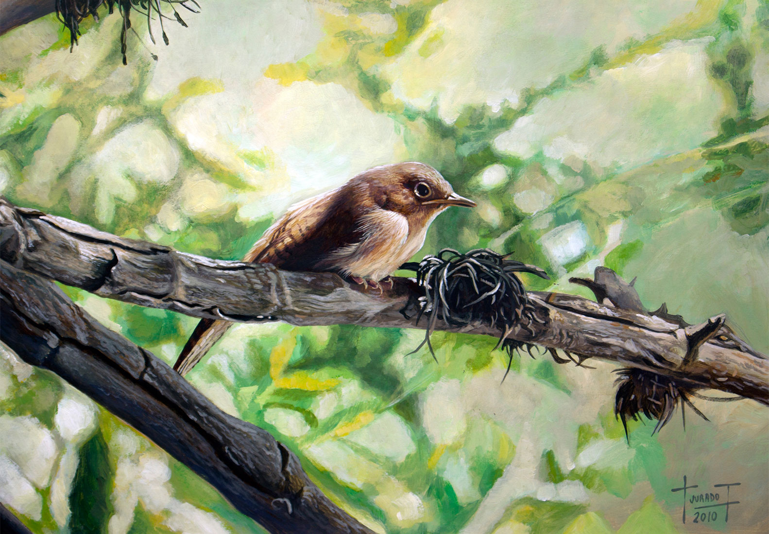 House Wren